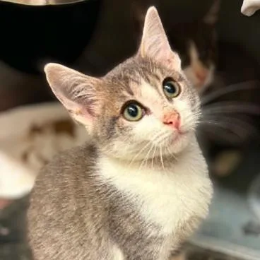A baby small-sized female Gray / Blue / Silver Domestic Short Hair cat named Rye for adoption in Concord, NC