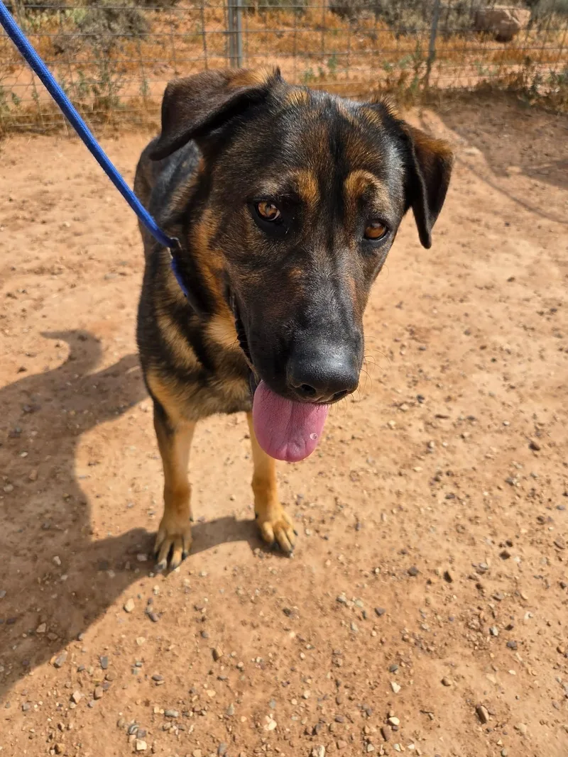 An adult large-sized male German Shepherd Dog dog named Goliath for adoption in Roosevelt, UT