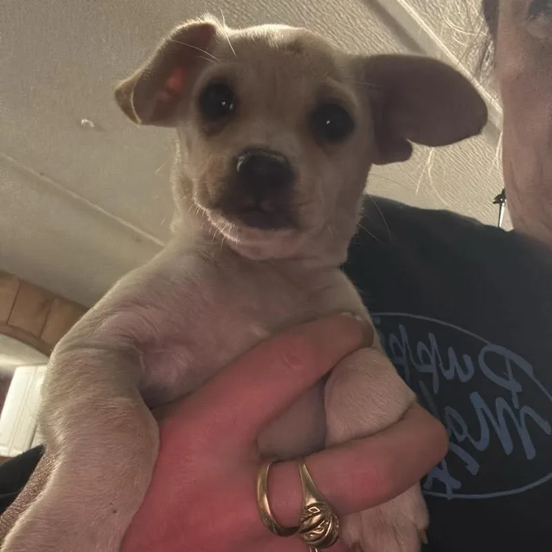 A baby small-sized female Apricot / Beige Chihuahua dog named Tomato for adoption in Tacoma, WA