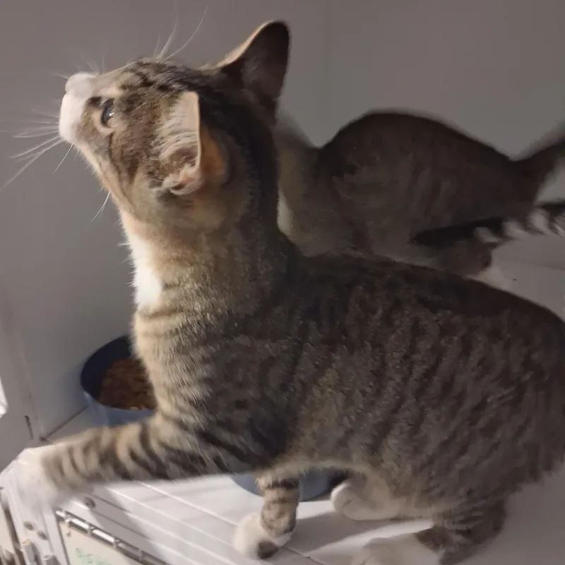 A baby medium-sized male Tabby (Tiger Striped) Domestic Short Hair cat named Joey for adoption in Iowa Falls, IA