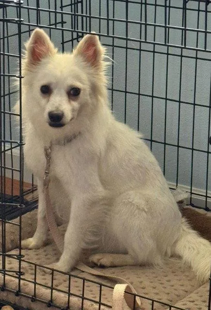 A young small-sized female American Eskimo Dog dog named Snow for adoption in Fort Wayne, IN