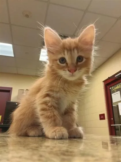 A baby small-sized female Domestic Medium Hair cat named Luna for adoption in Independence, MO