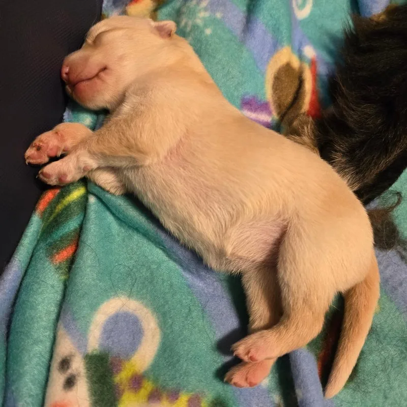 A baby large-sized female White / Cream Mixed Breed dog named Creamsicle for adoption in Owosso, MI