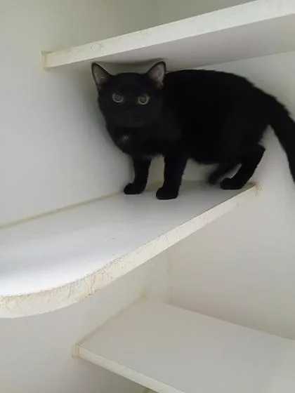 A young small-sized male Domestic Short Hair cat named Tide for adoption in Beatrice, NE