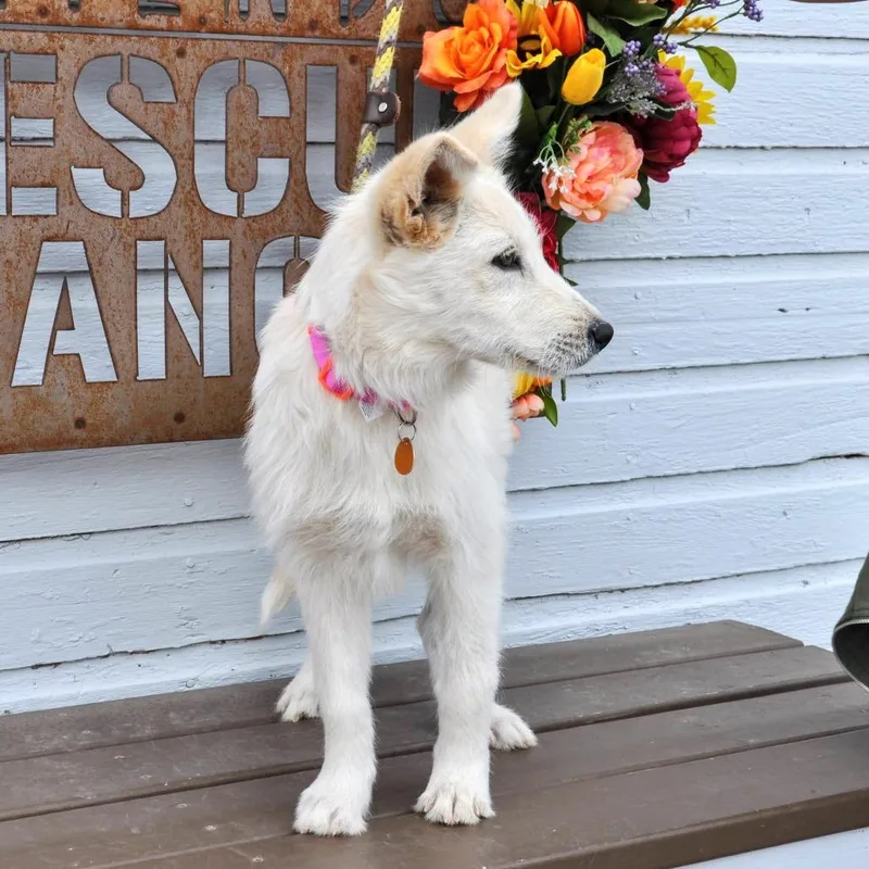 A baby medium-sized female White / Cream Terrier dog named Ivy for adoption in Prescott, AZ