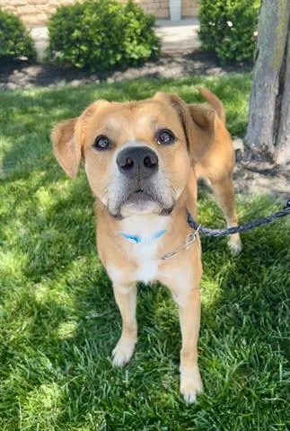 A young medium-sized male Labrador Retriever dog named Preacher for adoption in Dayton, OH