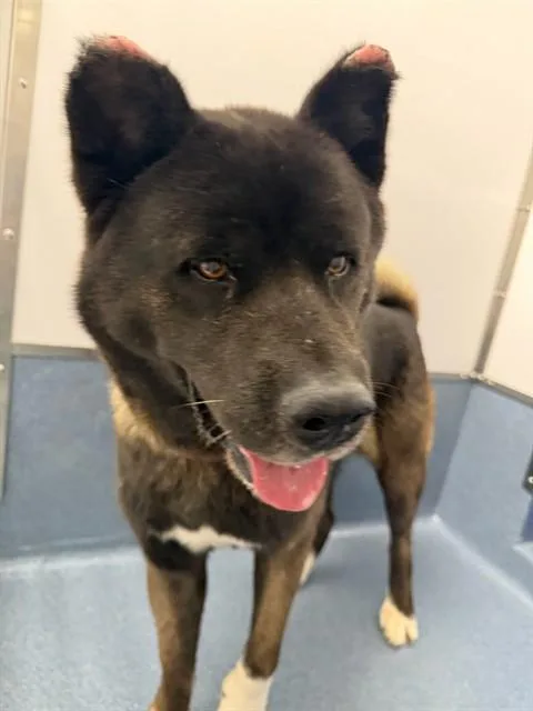 Kuma