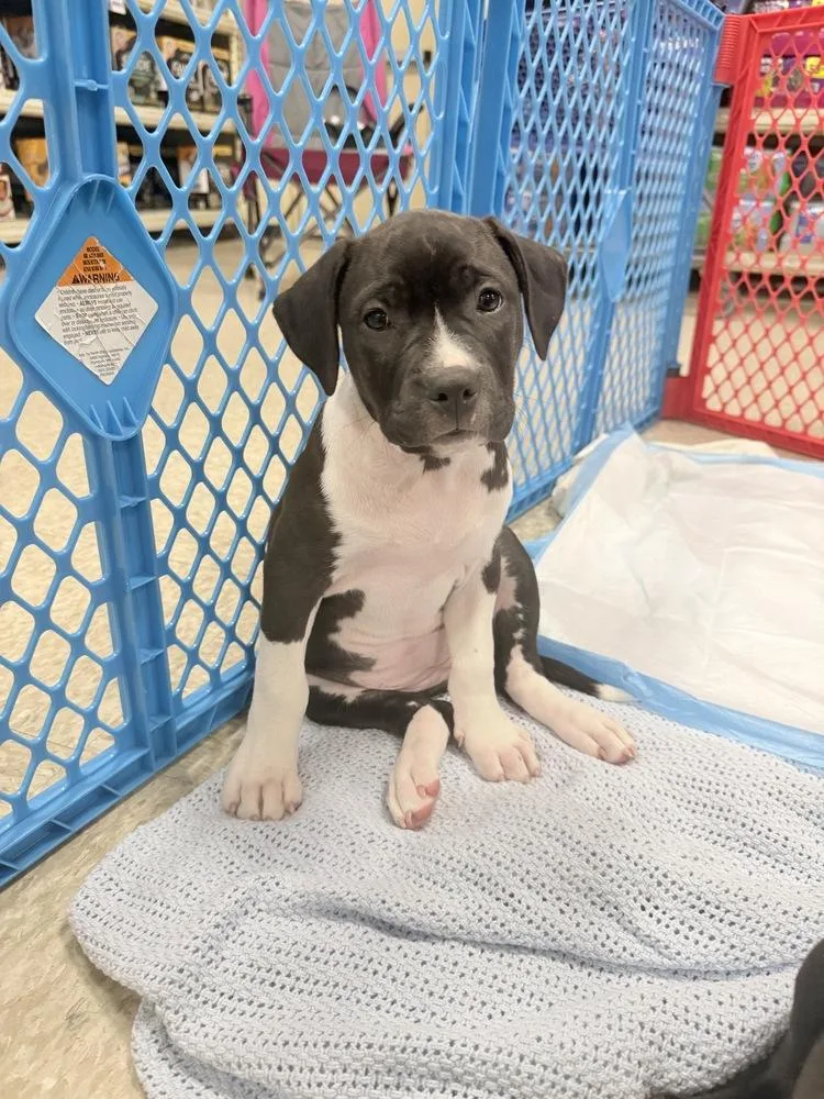 A baby medium-sized female Black Pit Bull Terrier dog named Cataniafka Santo Spirito for adoption in Wenonah, NJ