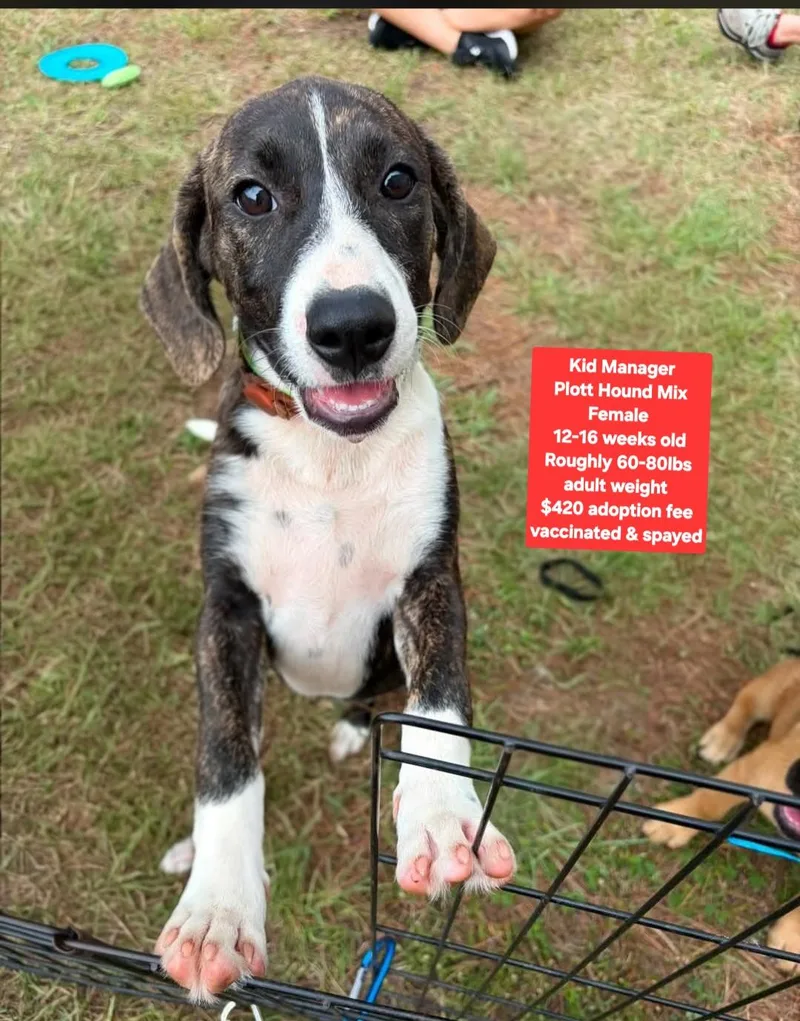 A baby large-sized female Plott Hound dog named Kid Manager for adoption in Oviedo, FL