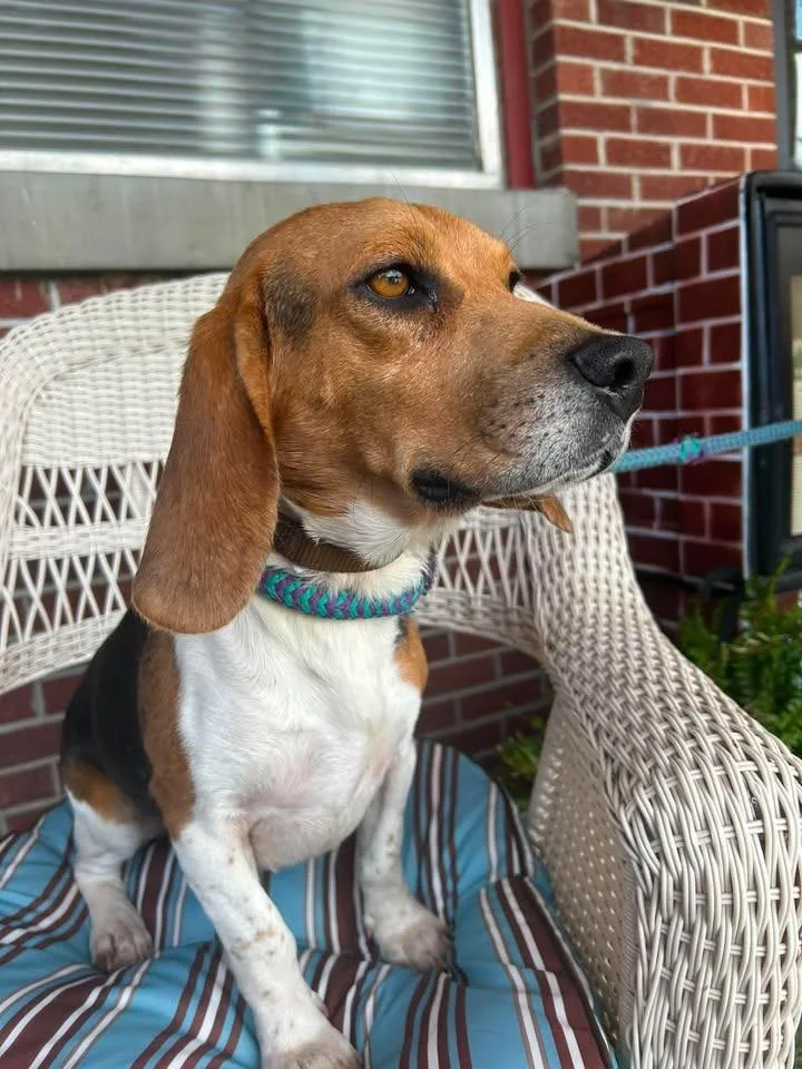 An adult medium-sized male Beagle dog named Long John for adoption in Effingham, IL