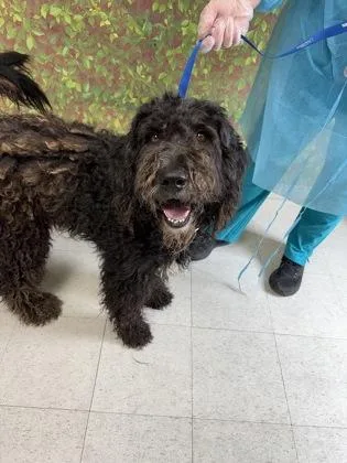 An adult large-sized male Standard Poodle dog named Cactus for adoption in San Antonio, TX