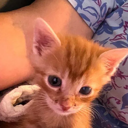 A baby small-sized male Tabby (Orange / Red) Domestic Short Hair cat named Sunny for adoption in Verona, NJ