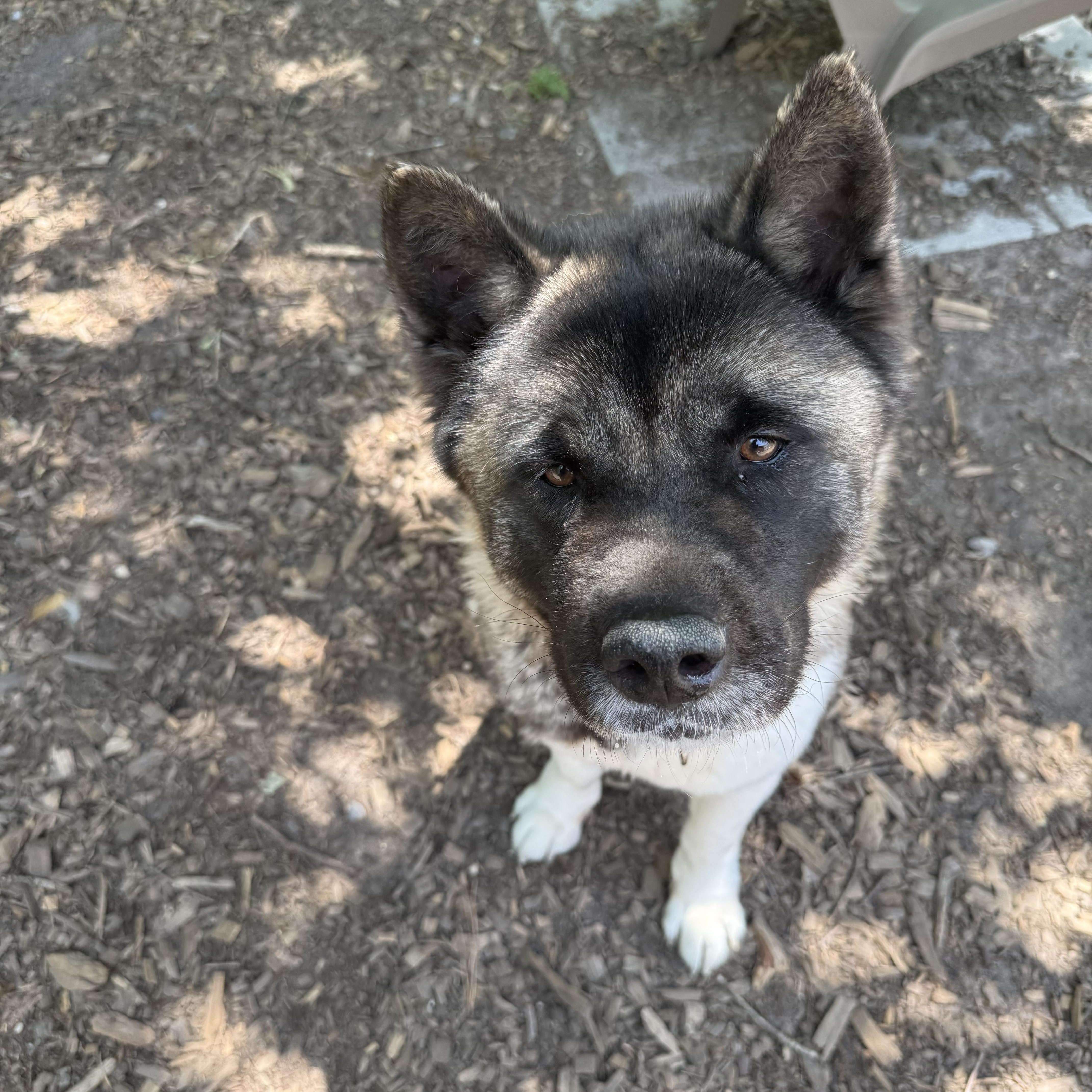 An adult large-sized female Red / Chestnut / Orange Akita dog named Winnie for adoption in Toms River, NJ