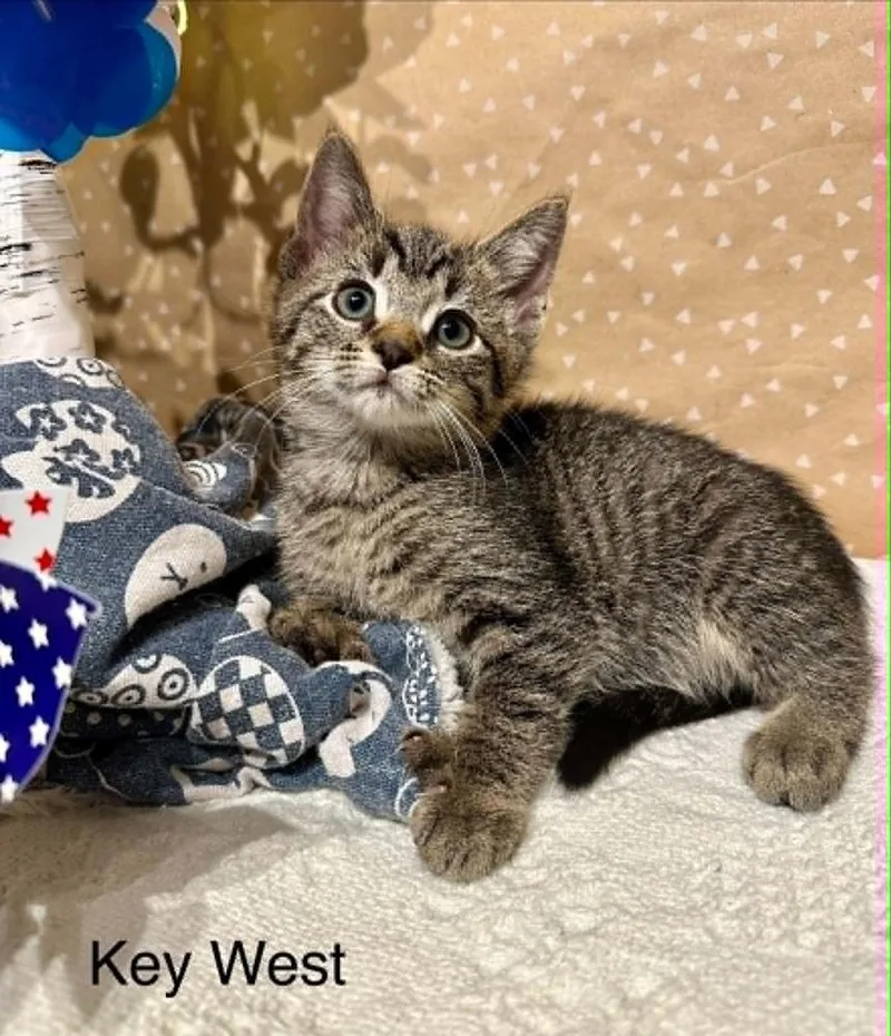 A baby small-sized male Domestic Short Hair cat named Key West for adoption in Groveland, MA