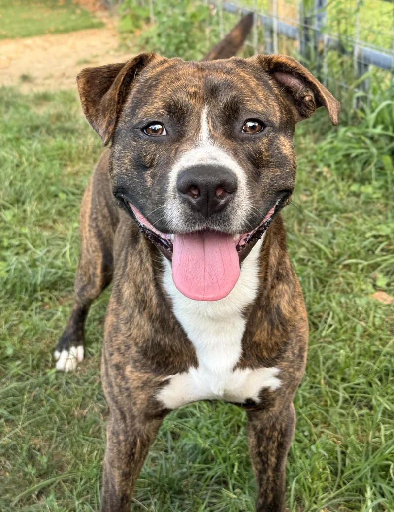 A young medium-sized male Brindle Pit Bull Terrier dog named Rocky Road for adoption in Anderson, IN