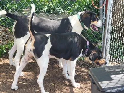A young large-sized female Treeing Walker Coonhound dog named Deb for adoption in Hobart, IN