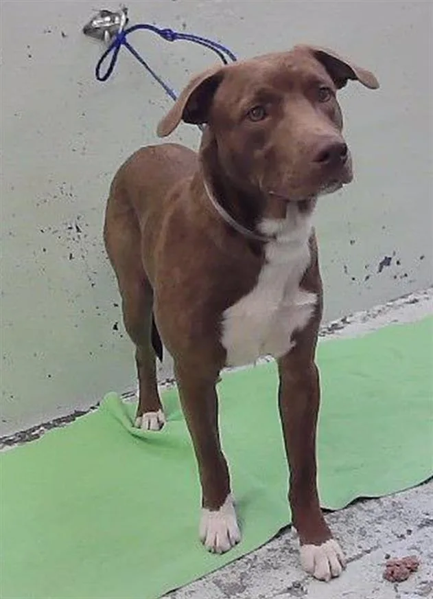 A young medium-sized male Staffordshire Bull Terrier dog named Napoleon for adoption in Houston, TX