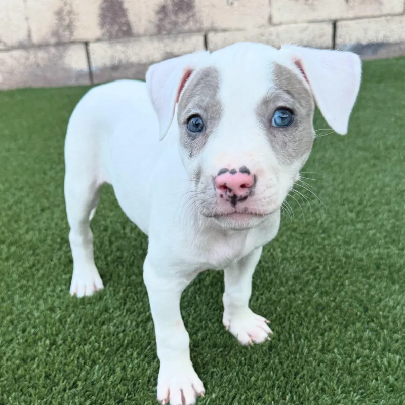 A baby medium-sized female Mixed Breed dog named Cloe for adoption in Henderson, NV