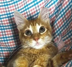 A baby medium-sized male Tabby (Orange / Red) Domestic Medium Hair cat named Frito for adoption in Lafayette, LA