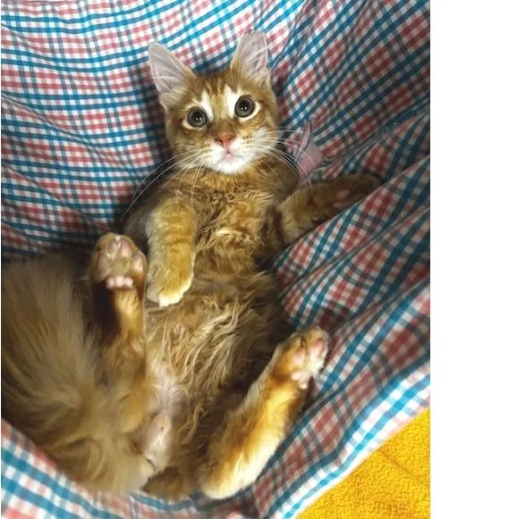 Frito thumbnail 5