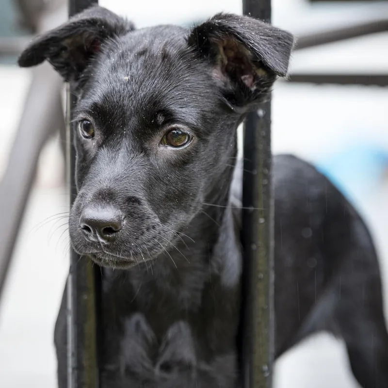 A baby medium-sized female Terrier dog named Charm for adoption in Ellicott City, MD