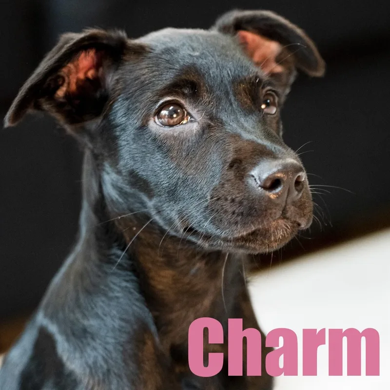 Charm thumbnail 3