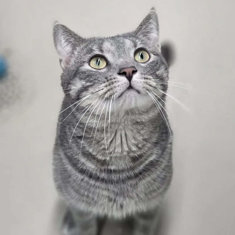 An adult medium-sized male Gray / Blue / Silver Domestic Short Hair cat named Roo for adoption in Pittsford, VT