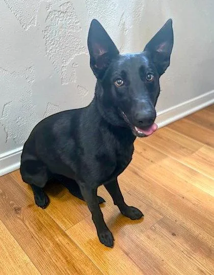 An adult medium-sized female Belgian Shepherd / Malinois dog named Shadow for adoption in Sullivan, IN