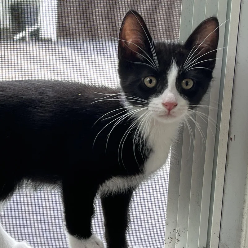 Tux