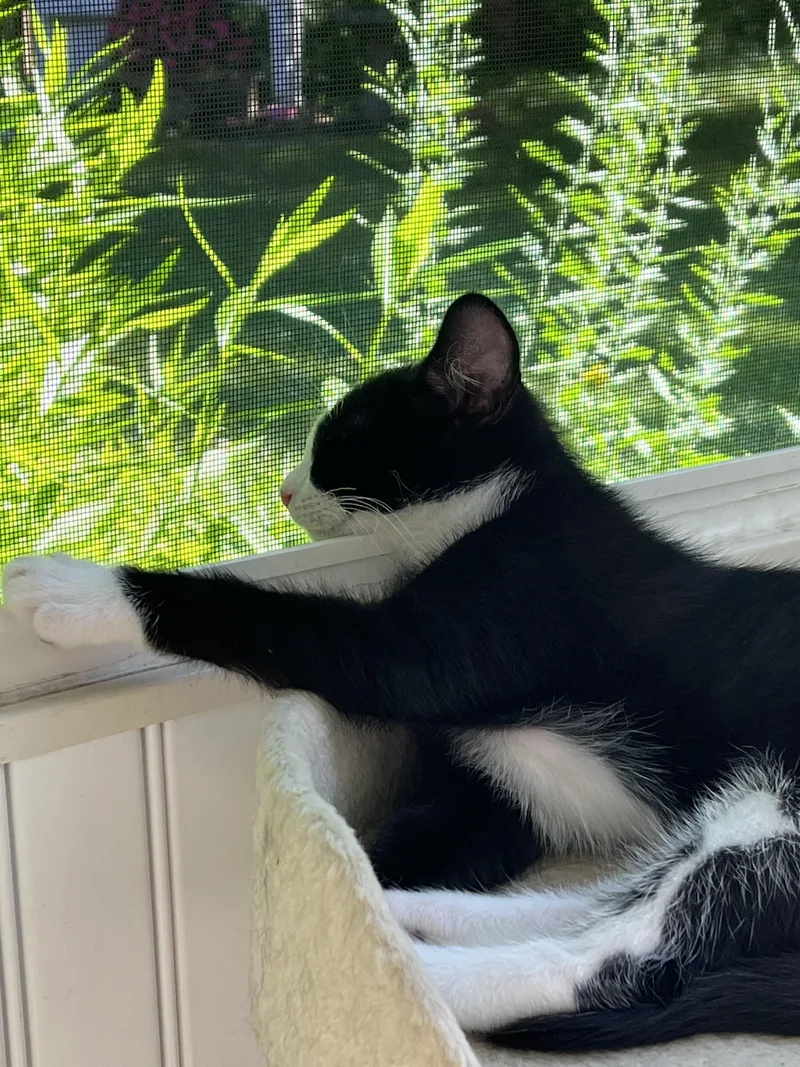 Tux thumbnail 2