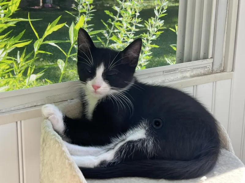 Tux thumbnail 3
