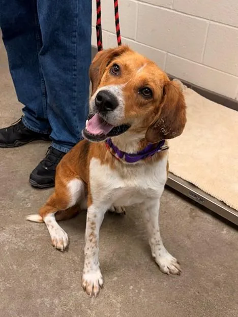 A young medium-sized male Collie dog named Popeye for adoption in Leesburg, VA