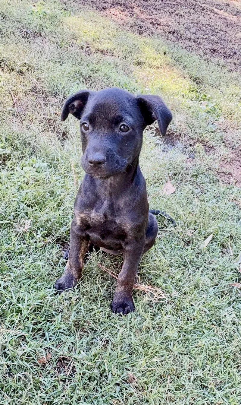A baby medium-sized female Hound dog named Peppermint Patty for adoption in Waxhaw, NC