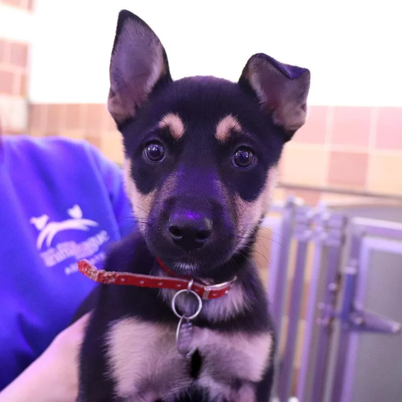 A baby small-sized female Brown / Chocolate Mixed Breed dog named Bean for adoption in Port Washington, NY