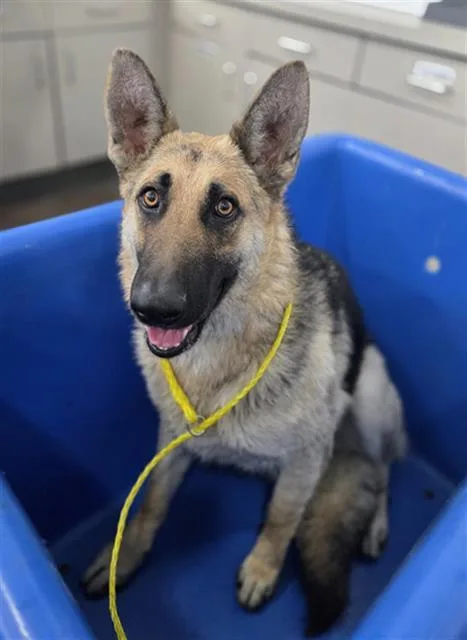 An adult large-sized female Mixed Breed dog named Scarlet for adoption in Dallas, TX
