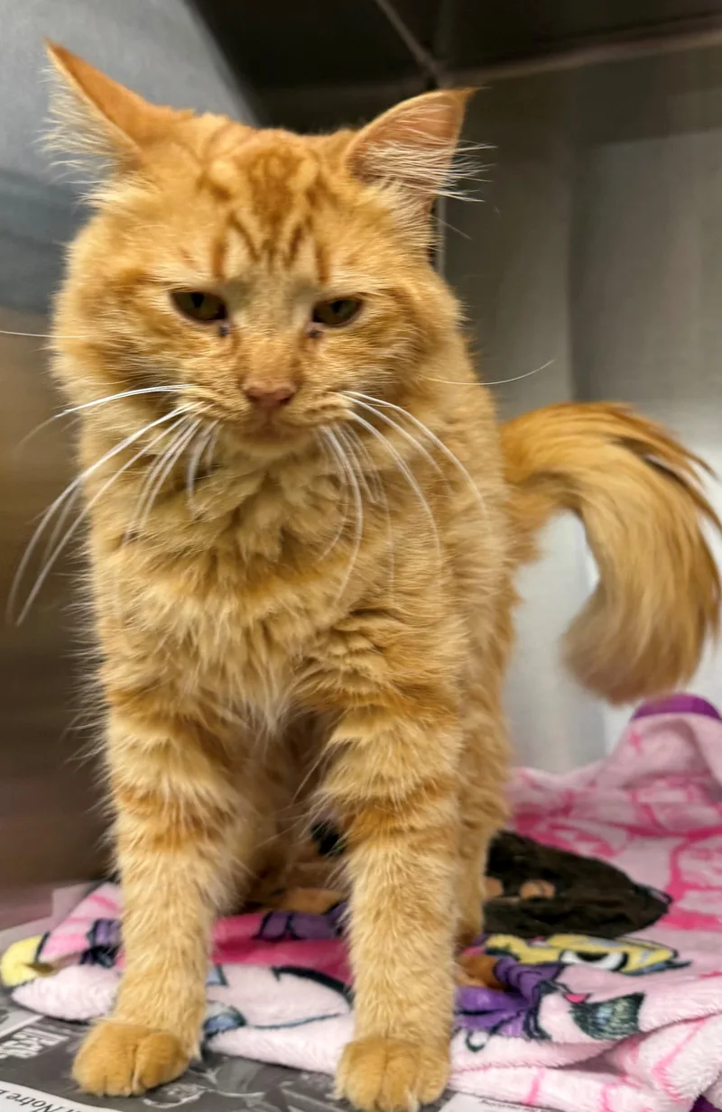 A young medium-sized male Tabby (Orange / Red) Domestic Long Hair cat named Ash for adoption in Edison, NJ