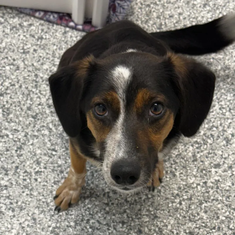 A young medium-sized female Black Beagle dog named Sugar Mama for adoption in St. Peters, MO