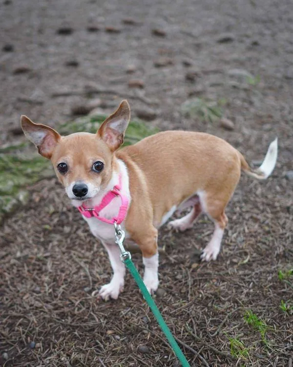 Scorpion thumbnail 2