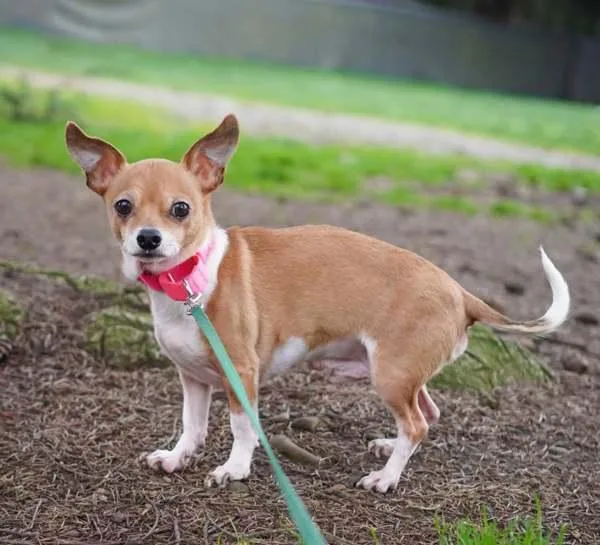 Scorpion thumbnail 3