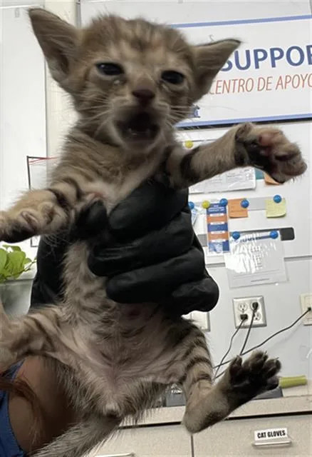 A baby medium-sized female Domestic Short Hair cat named Bessie for adoption in Dallas, TX