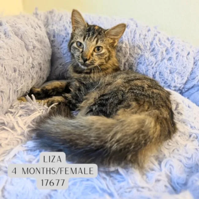 A young medium-sized female Domestic Medium Hair cat named Liza for adoption in Supply, NC