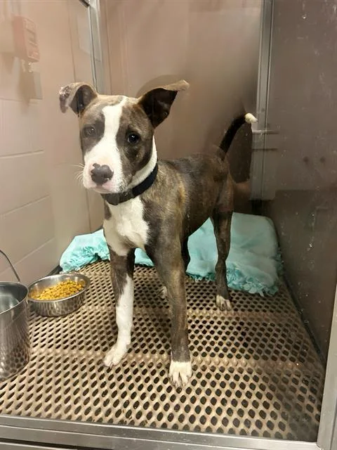 A young medium-sized male American Bulldog dog named Buddy for adoption in San Antonio, TX