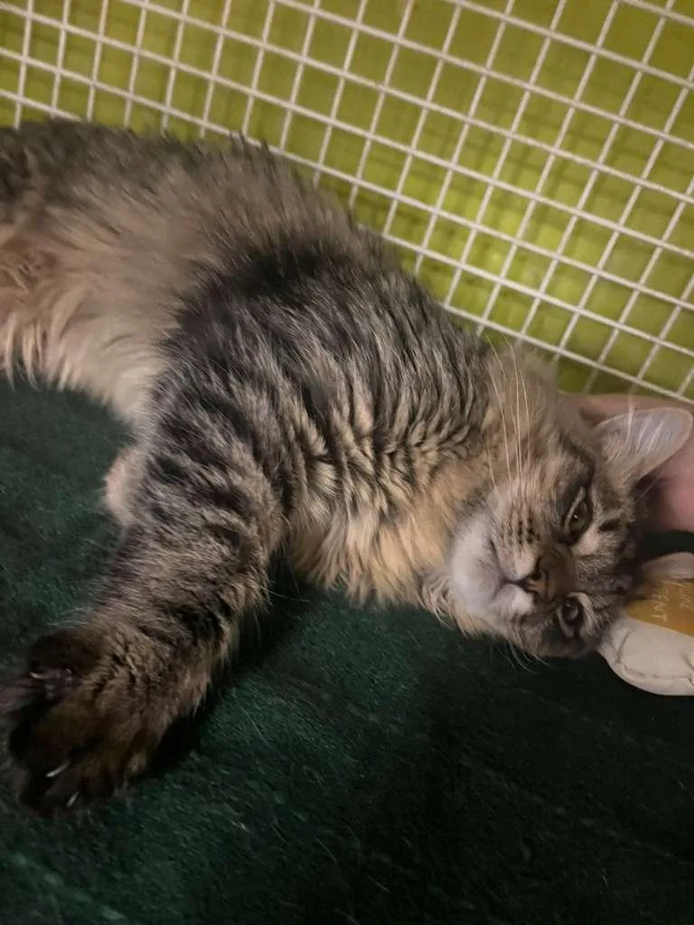 Tiny Tabby thumbnail 2