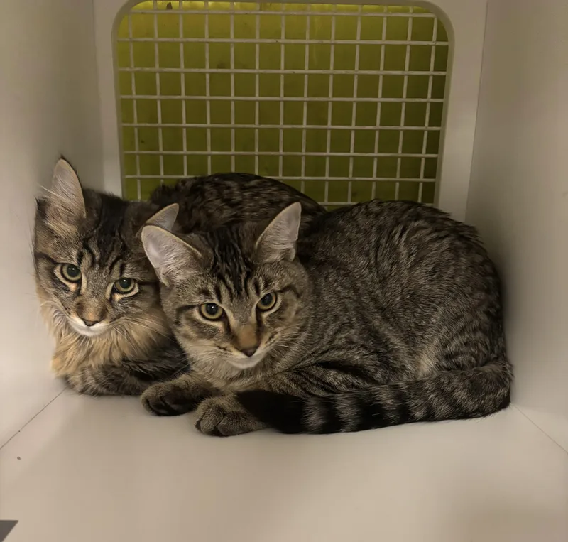 Tiny Tabby thumbnail 3