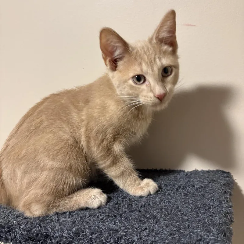 A baby small-sized male Buff / Tan / Fawn Domestic Short Hair cat named Camelot for adoption in Wichita, KS