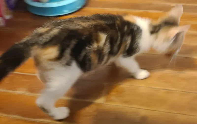 A baby medium-sized female Calico Domestic Short Hair cat named Flora for adoption in Waynetown, IN