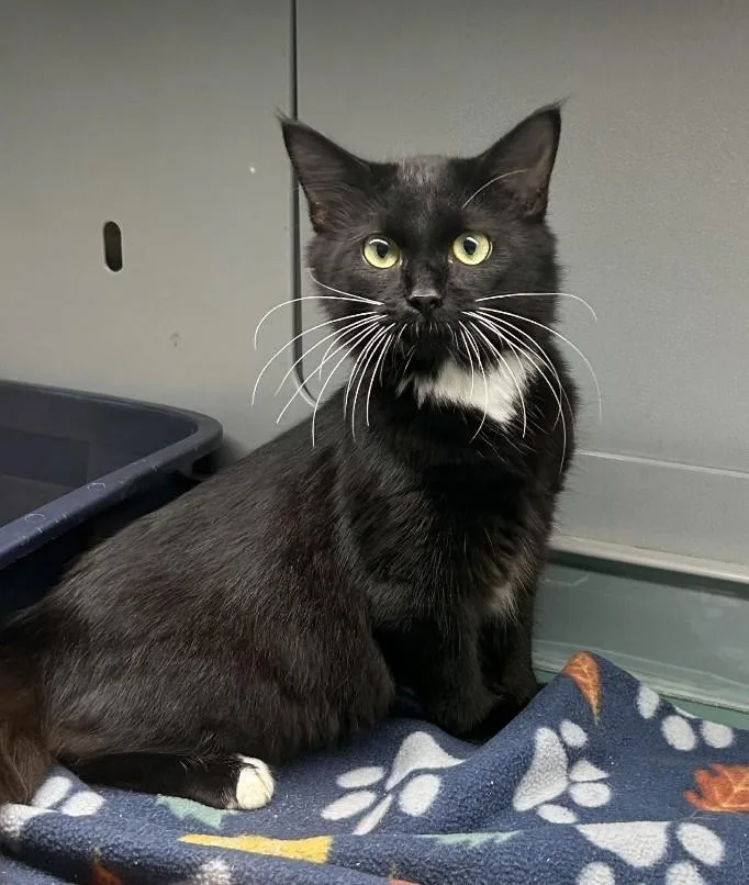 A young medium-sized female Domestic Medium Hair cat named Princess Bubblegum for adoption in Suffolk, VA