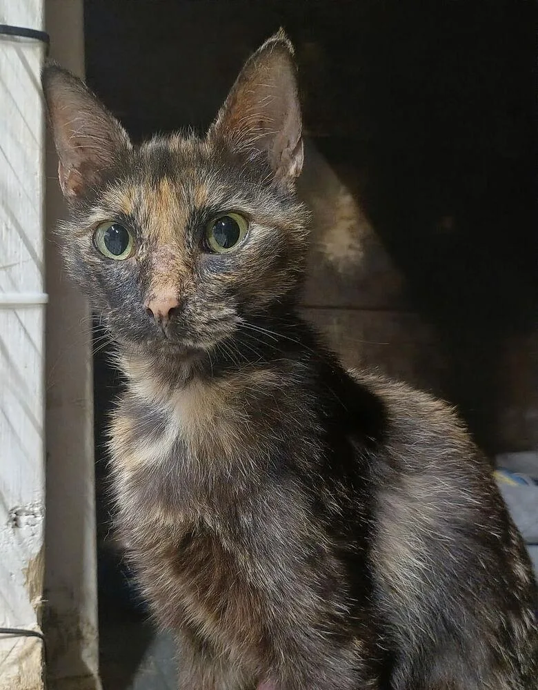 A young small-sized female Tortoiseshell Domestic Short Hair cat named Calico for adoption in Plumerville, AR