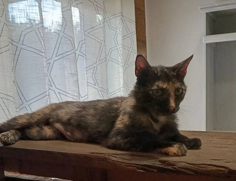 Calico thumbnail 5