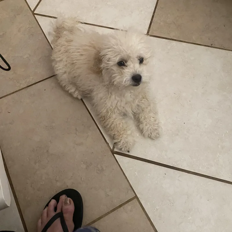 A baby small-sized male White / Cream Bichon Frise dog named Cotton for adoption in Moreno Valley, CA